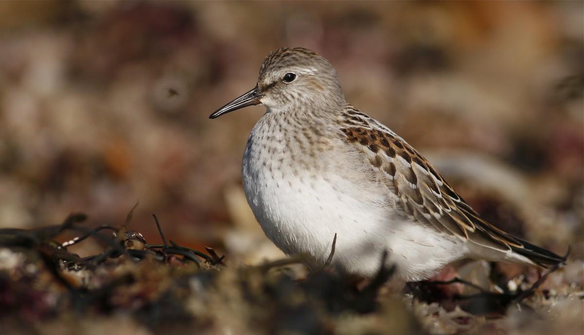 White-rumped Sandpiper - Luke Seitz