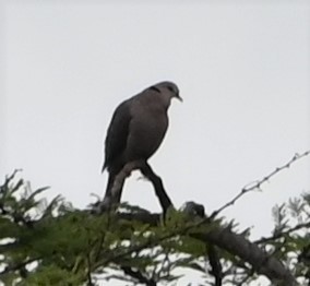 Red-eyed Dove - Dave Griswold