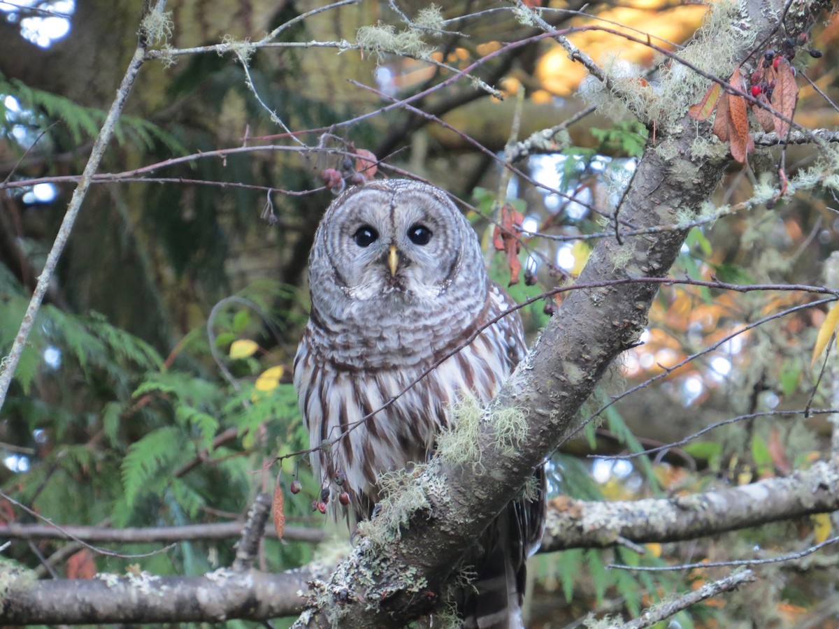 Barred Owl - ML609864911