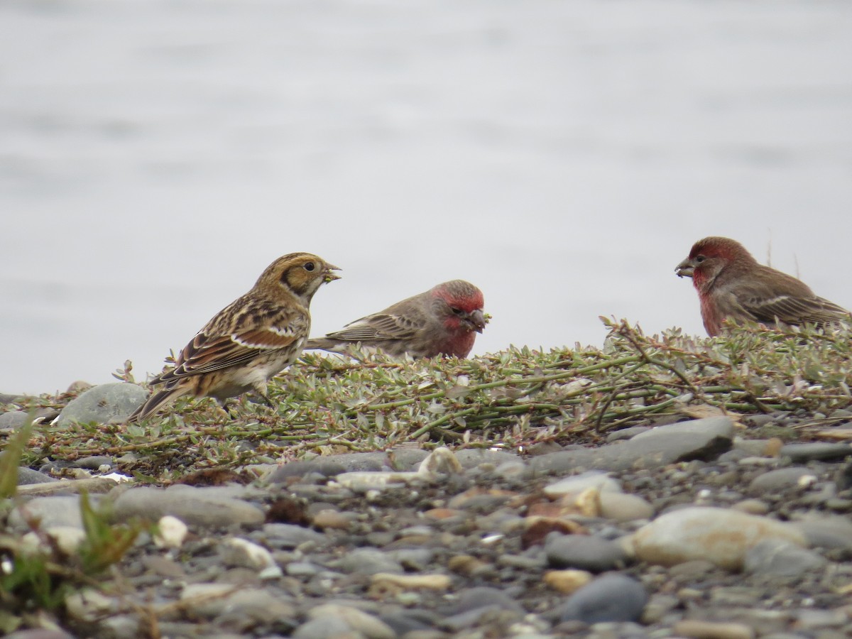 Lapland Longspur - ML609864937