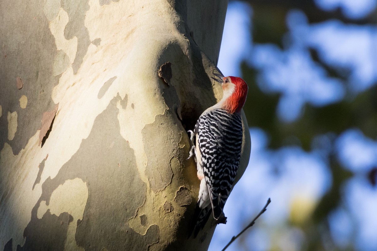 Red-bellied Woodpecker - ML609864976