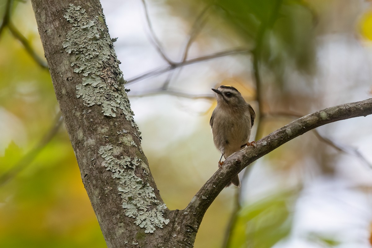 Golden-crowned Kinglet - ML609865020