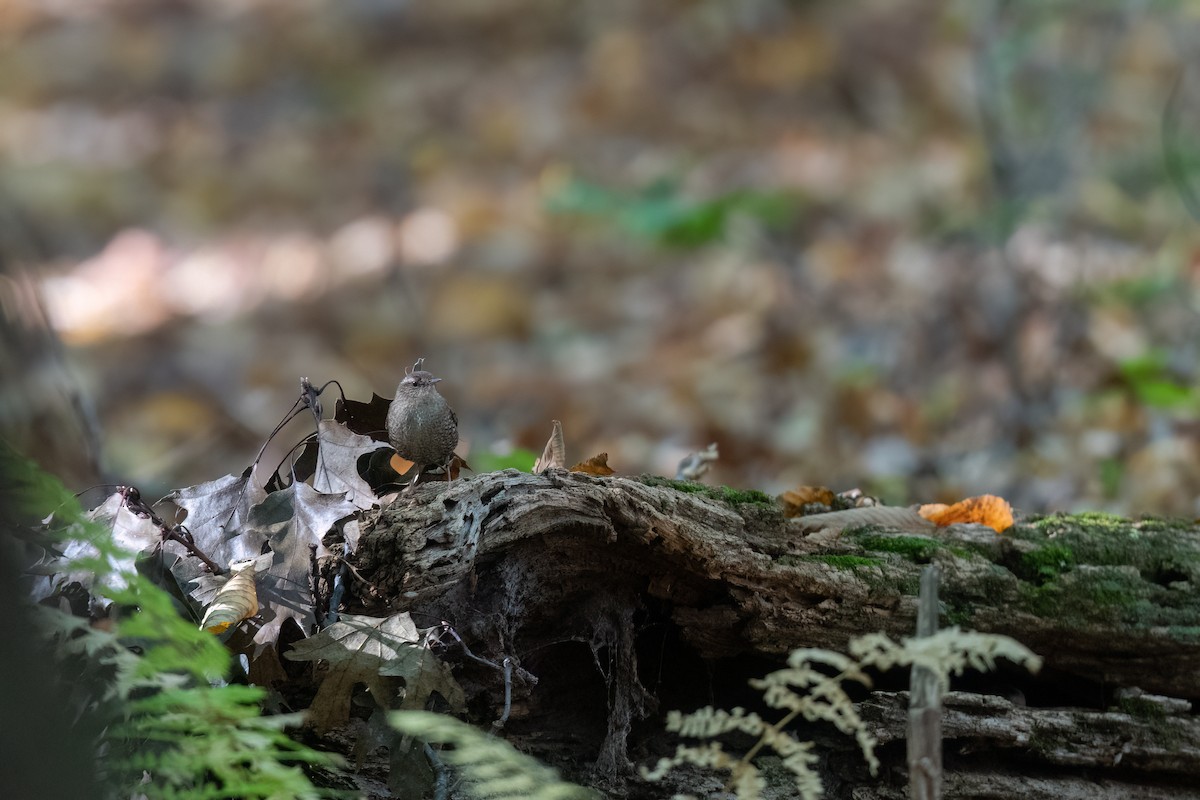 Troglodyte des forêts - ML609865029