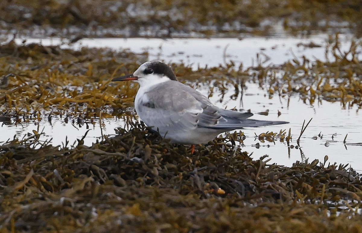 Common Tern - ML609865056