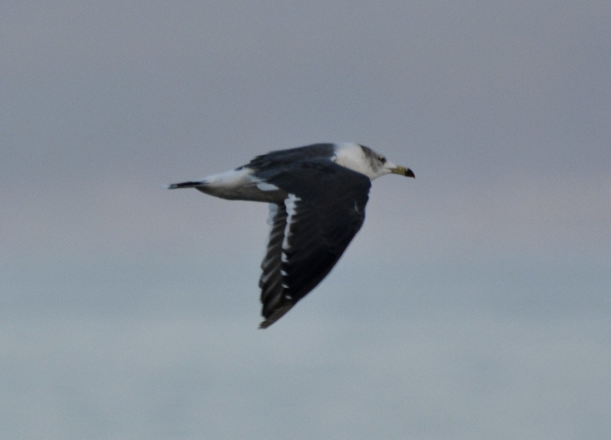 Gaviota Japonesa - ML609865132