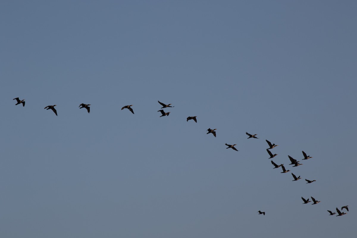 Double-crested Cormorant - CARLA DAVIS