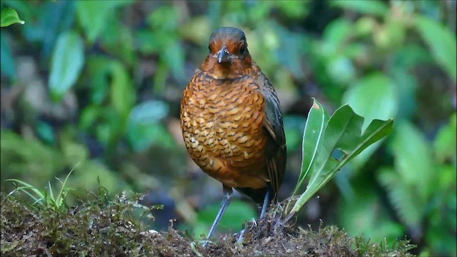 Giant Antpitta - ML609865172