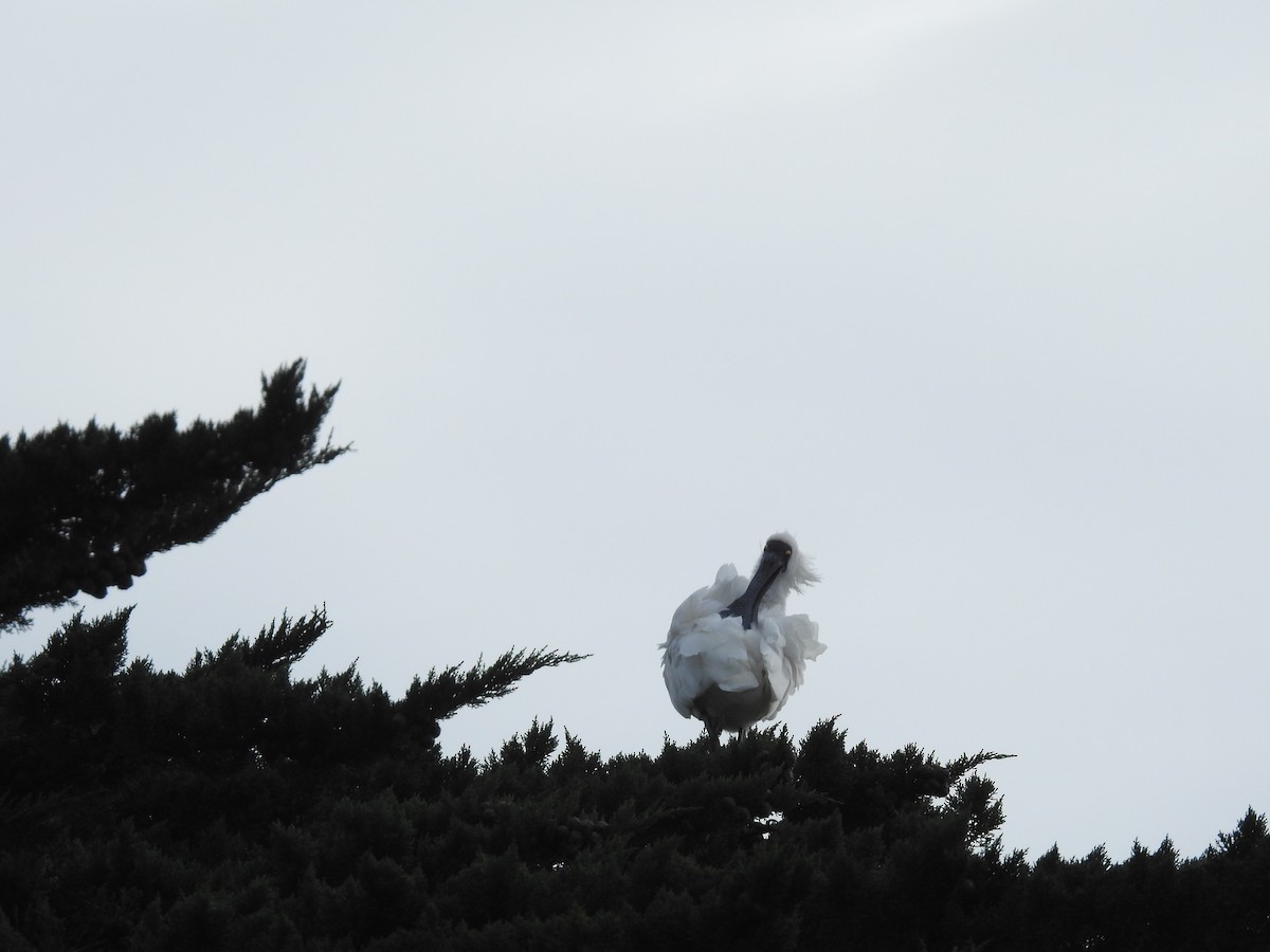 Royal Spoonbill - Xinyi Wang