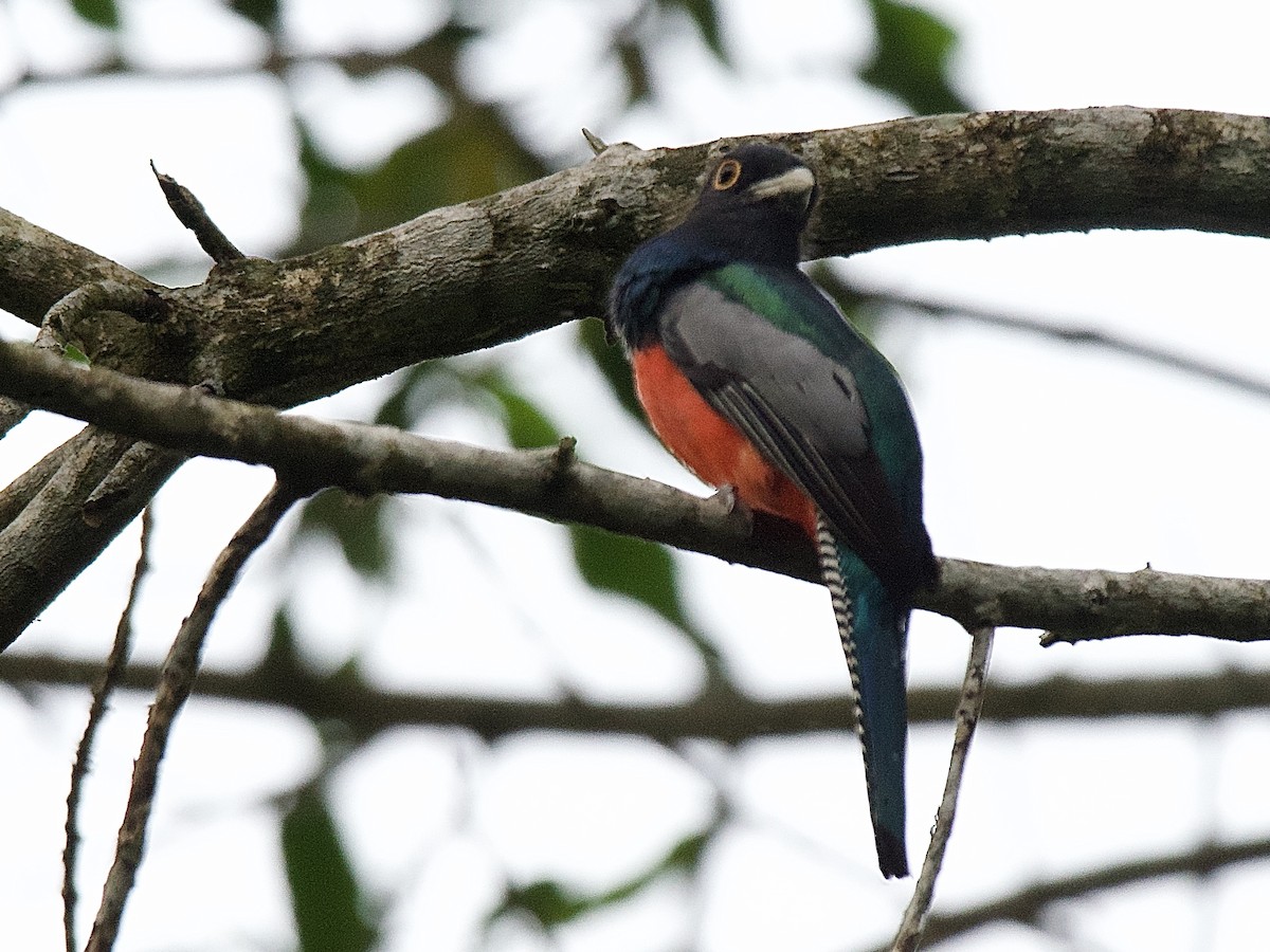 trogon modrotemenný - ML609865198