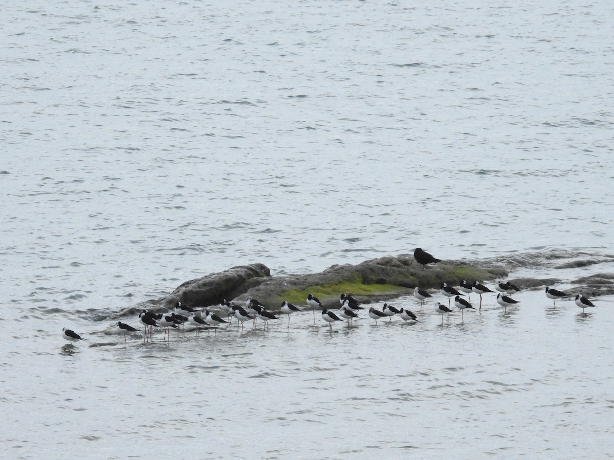 Pied Stilt - ML609865229