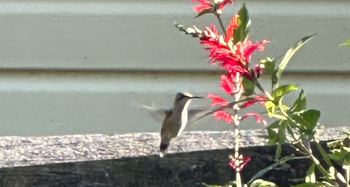 Ruby-throated Hummingbird - ML609865314