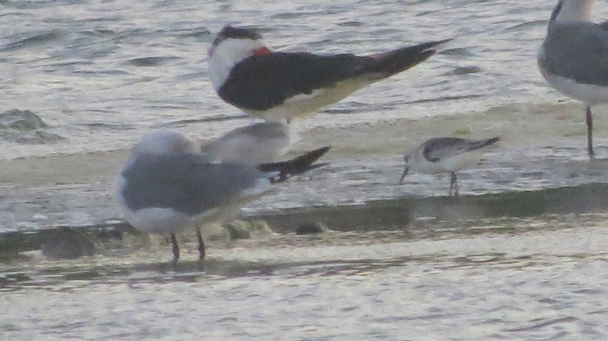 Black Skimmer - ML609865489