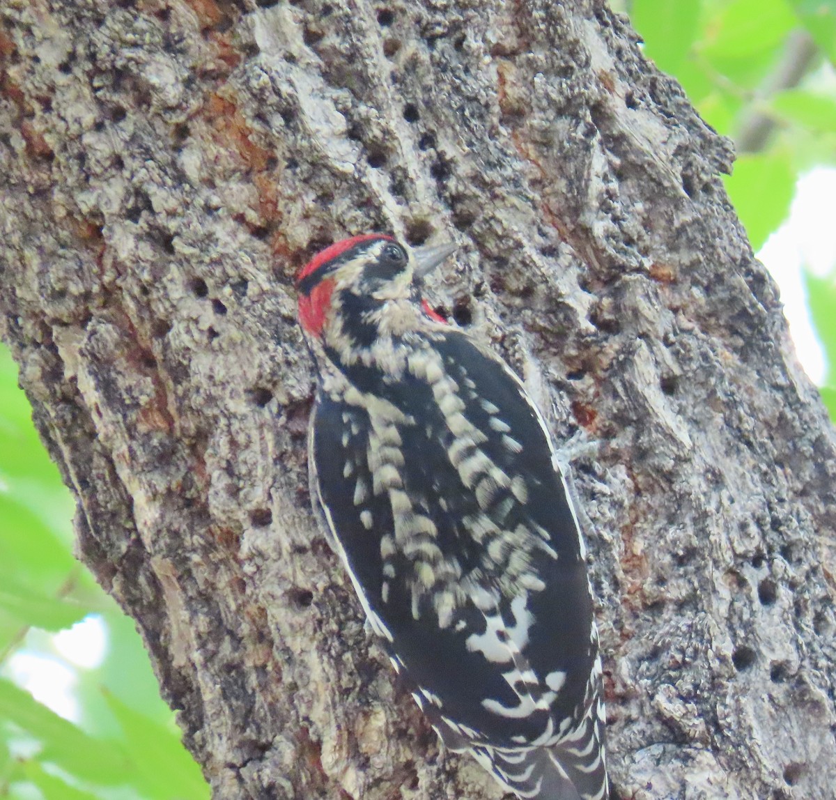 Red-naped Sapsucker - Merri R