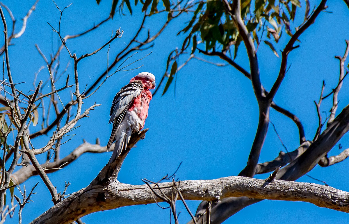 Cacatúa Galah - ML609865548