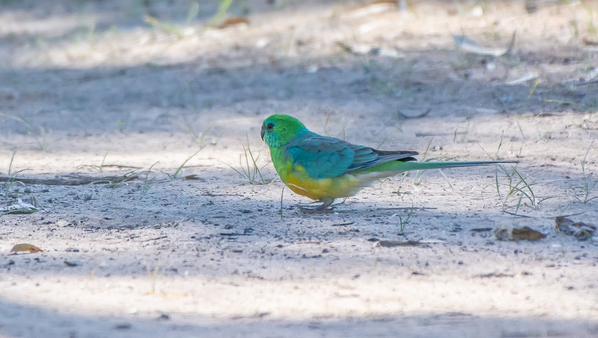 Red-rumped Parrot - ML609865597