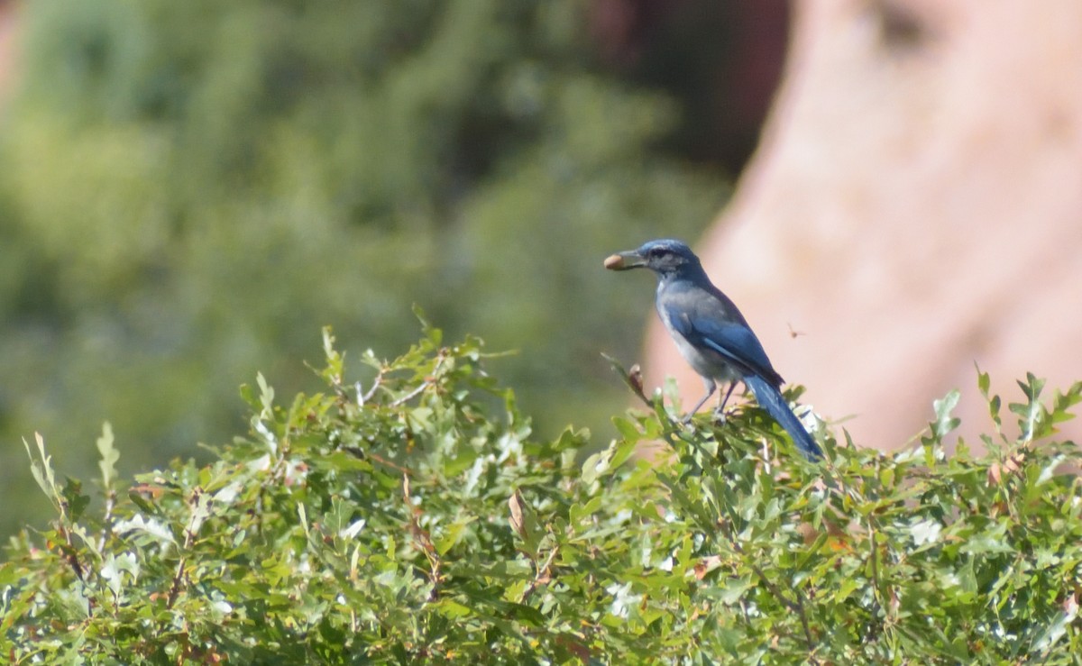 Woodhouse's Scrub-Jay (Woodhouse's) - Robert Tonge