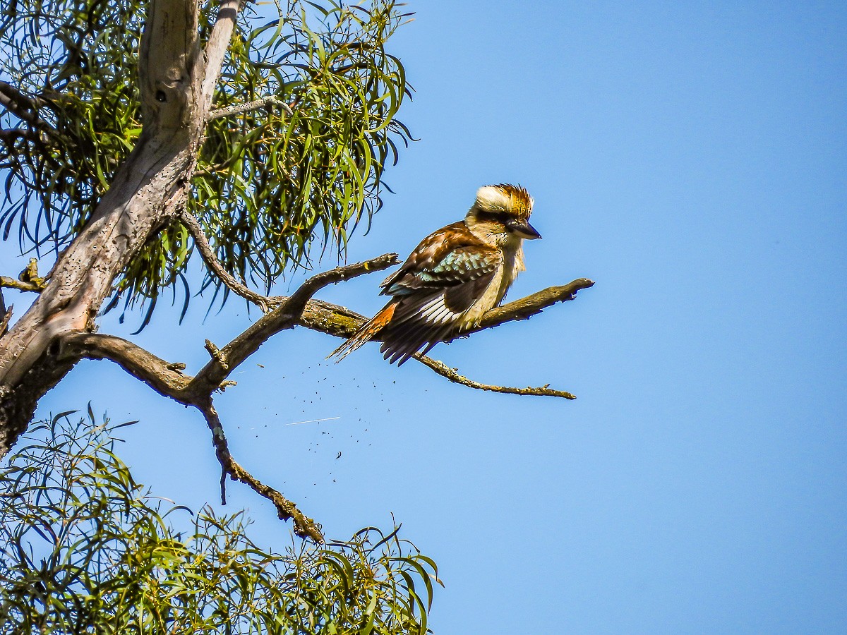 Laughing Kookaburra - ML609865715