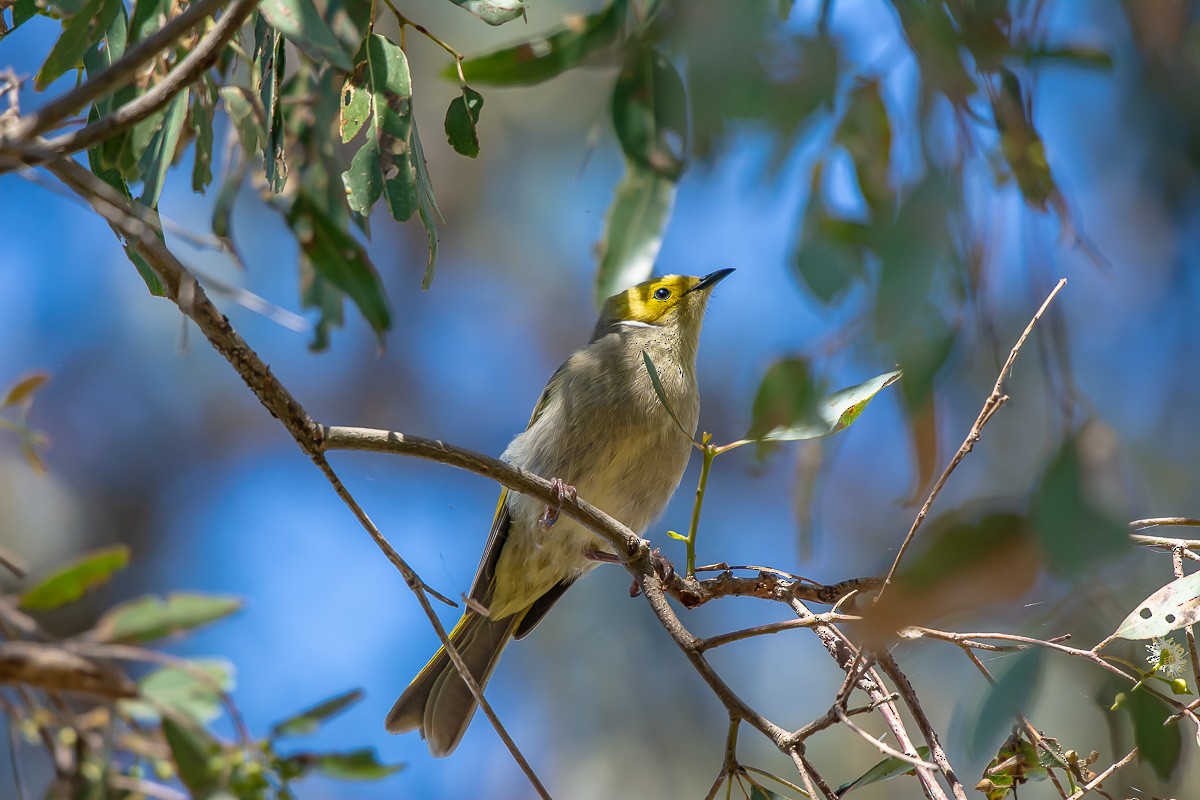 White-plumed Honeyeater - ML609865743