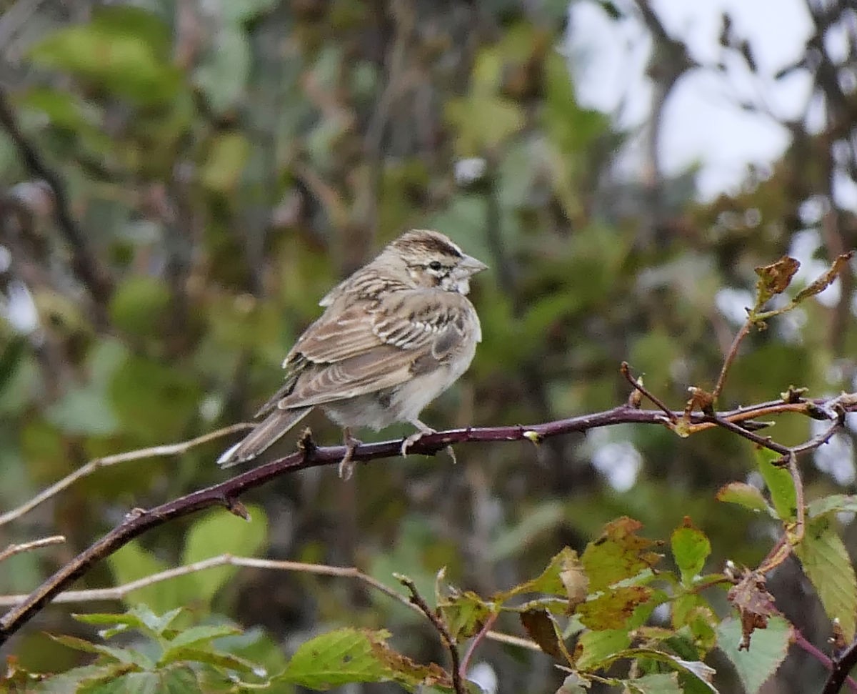 Lark Sparrow - ML609865856