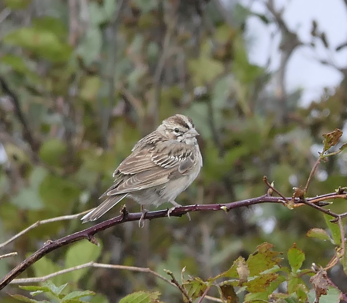 Lark Sparrow - ML609865857