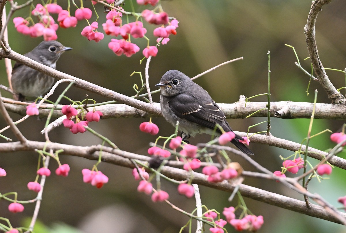 Dark-sided Flycatcher - ML609865865