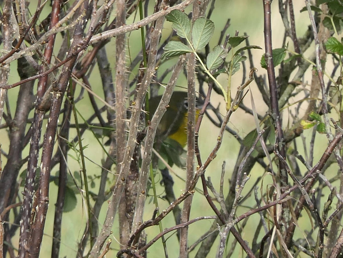 Yellow-breasted Chat - ML609865868