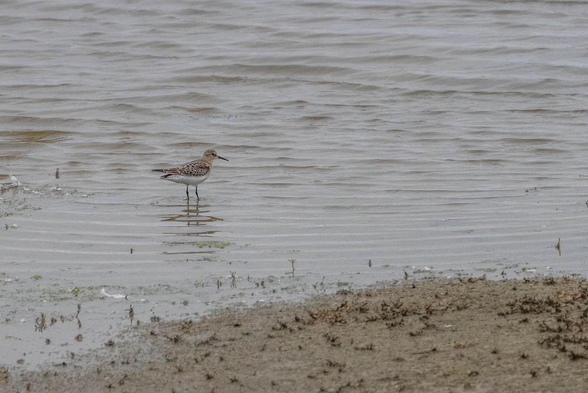 White-rumped Sandpiper - Carol Holmes