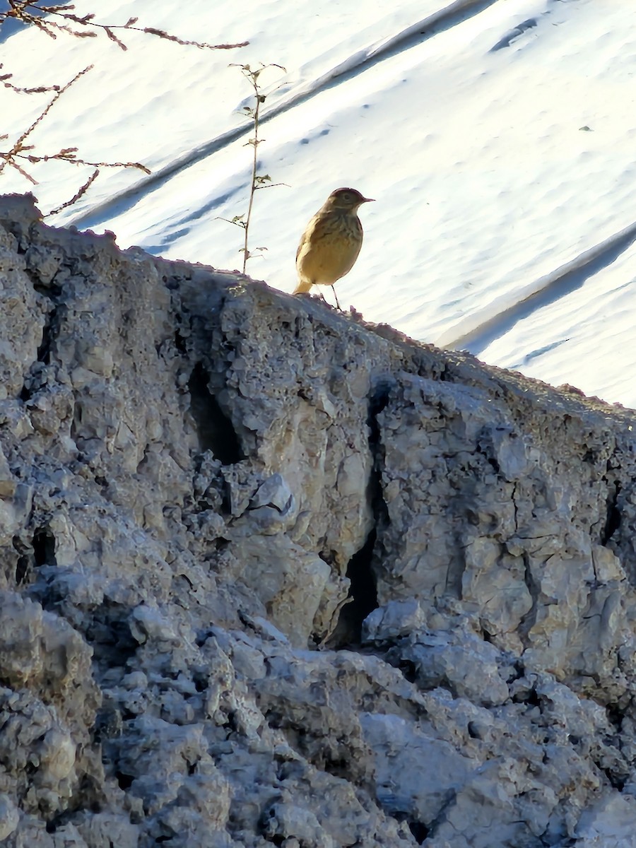 American Pipit - ML609865934