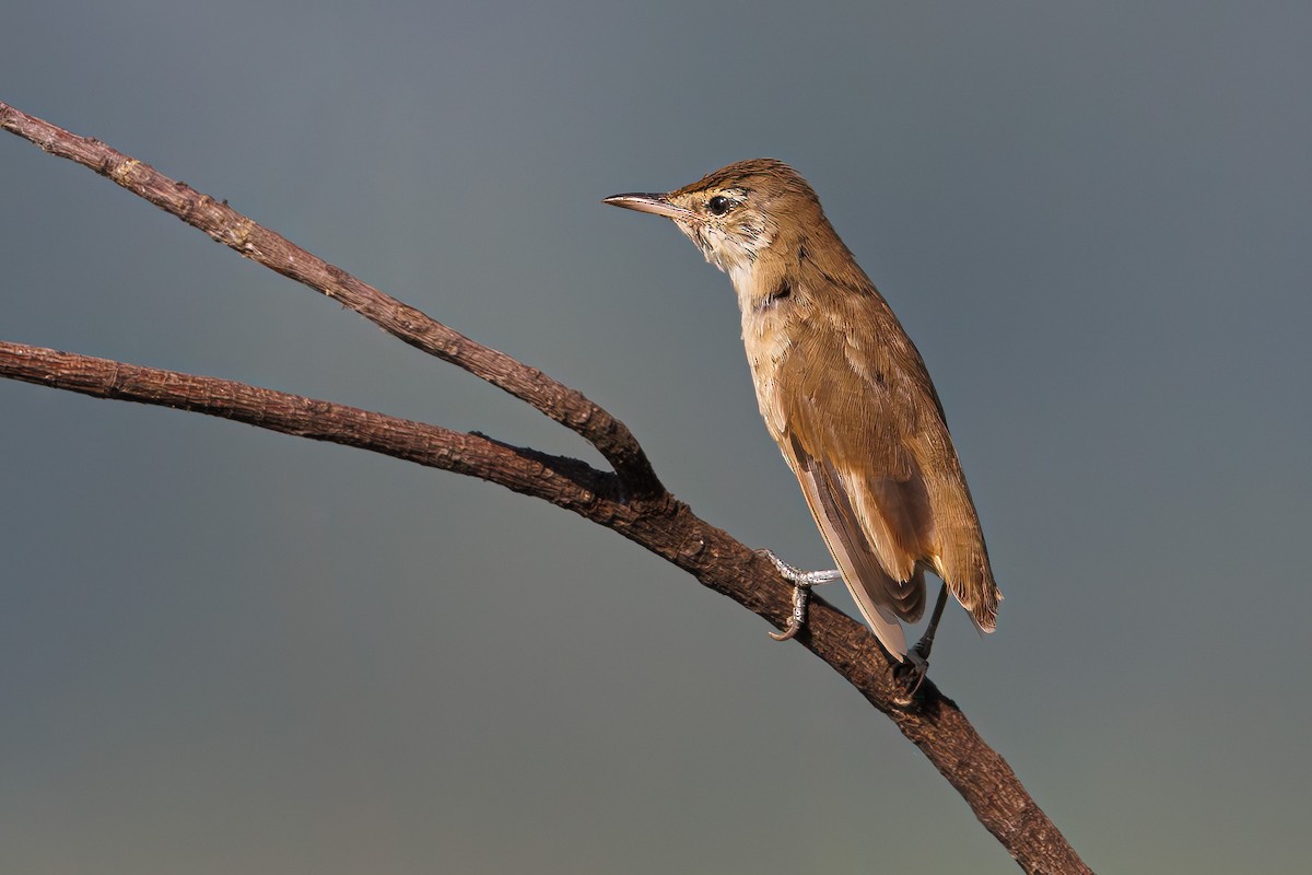 Clamorous Reed Warbler - ML609865982