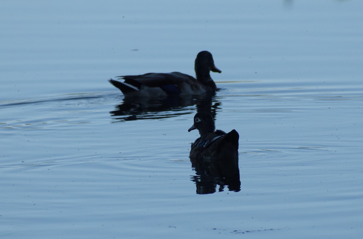 Wood Duck - ML609865985