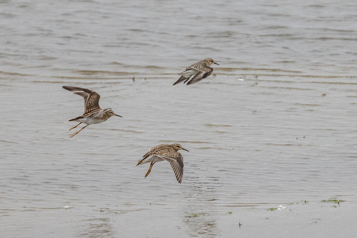 Graubrust-Strandläufer - ML609865996