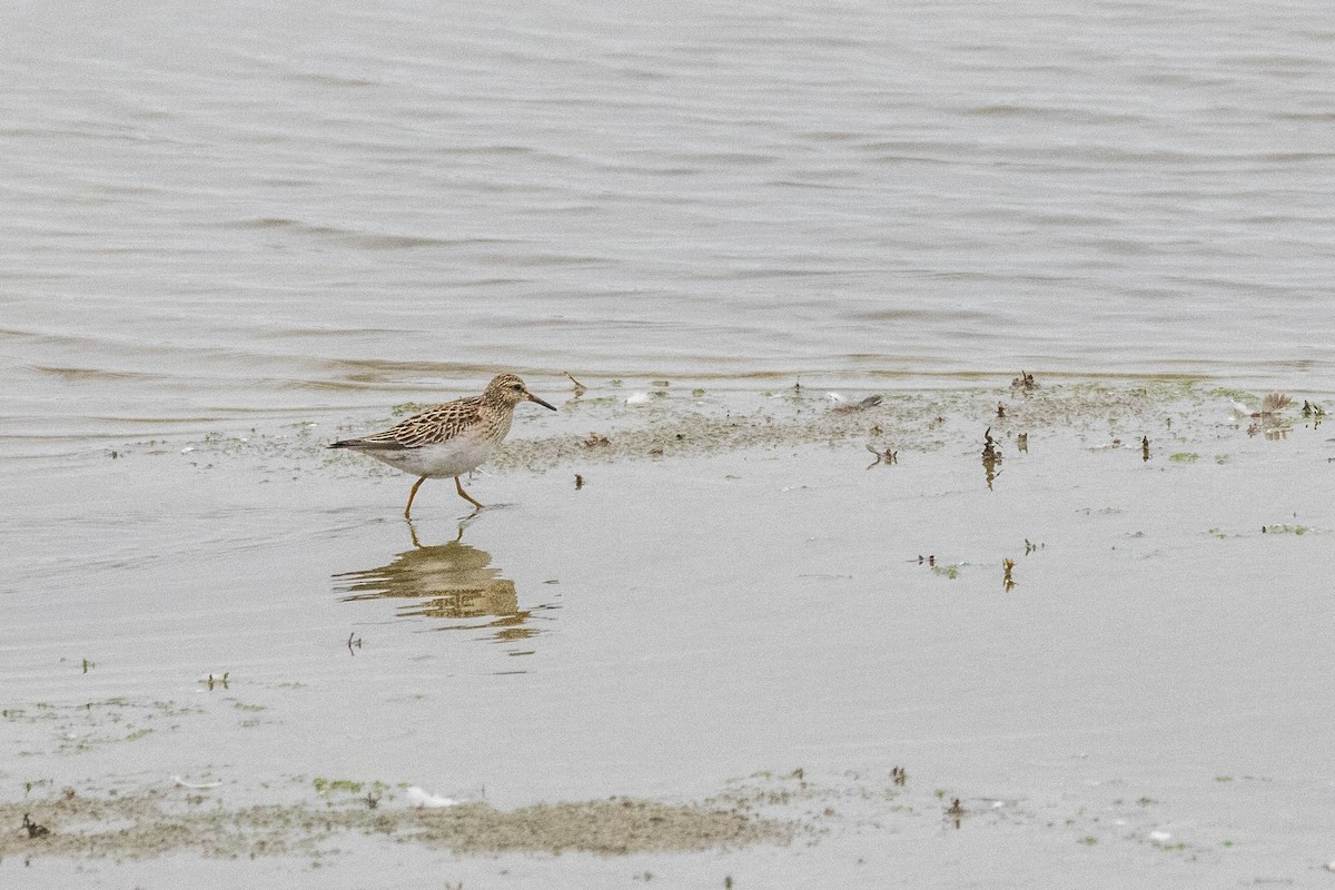 Pectoral Sandpiper - Carol Holmes