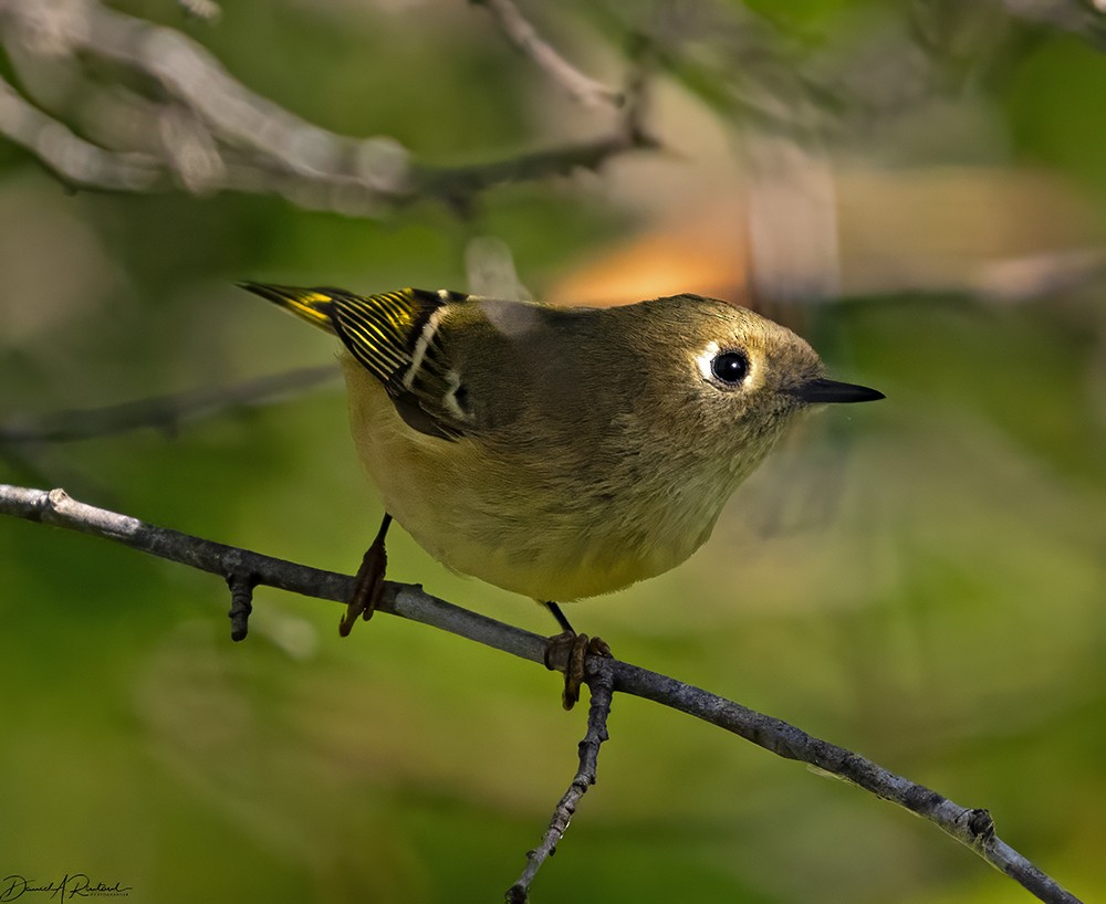Ruby-crowned Kinglet - Dave Rintoul