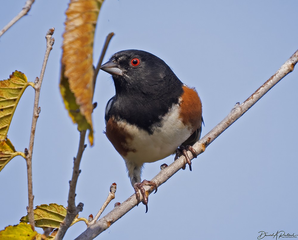 Spotted Towhee - Dave Rintoul