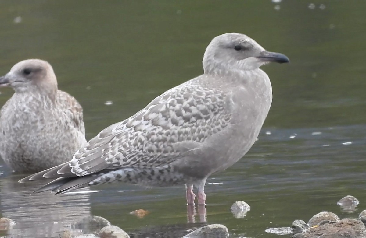 Gaviota Groenlandesa (thayeri) - ML609866059