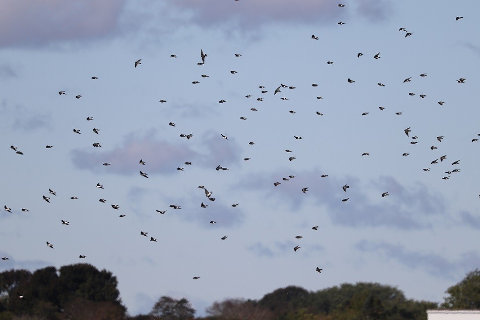 Tree Swallow - ML609866098