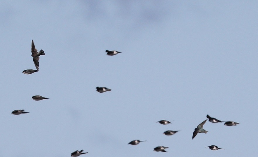 Tree Swallow - ML609866100