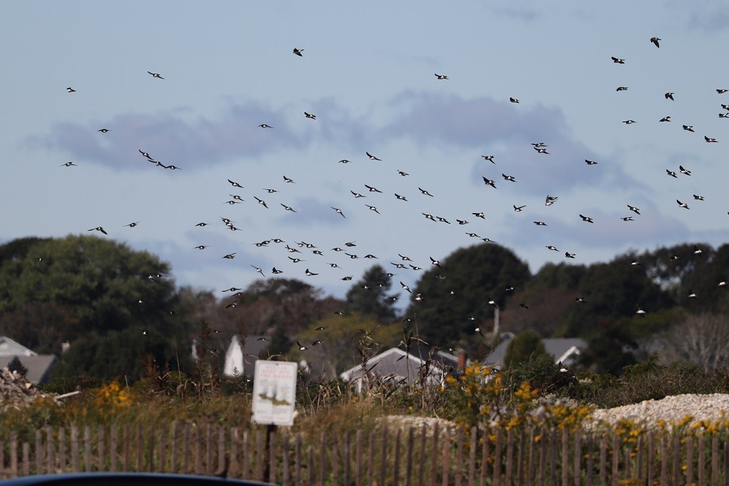 Tree Swallow - A. Gary Reid