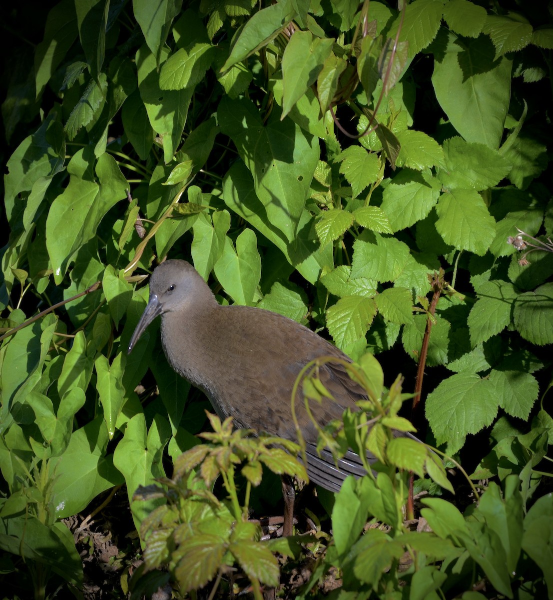 Plumbeous Rail - ML609866136