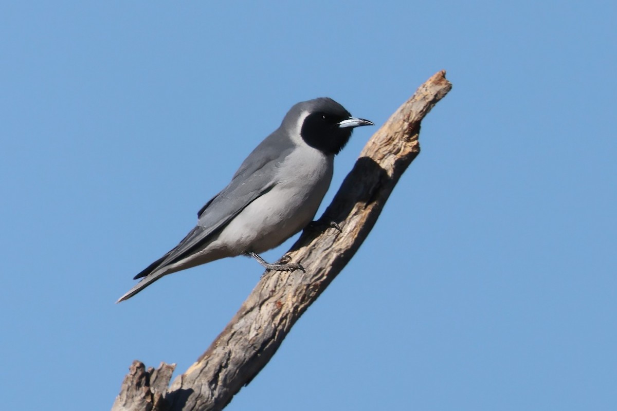 Masked Woodswallow - ML609866140