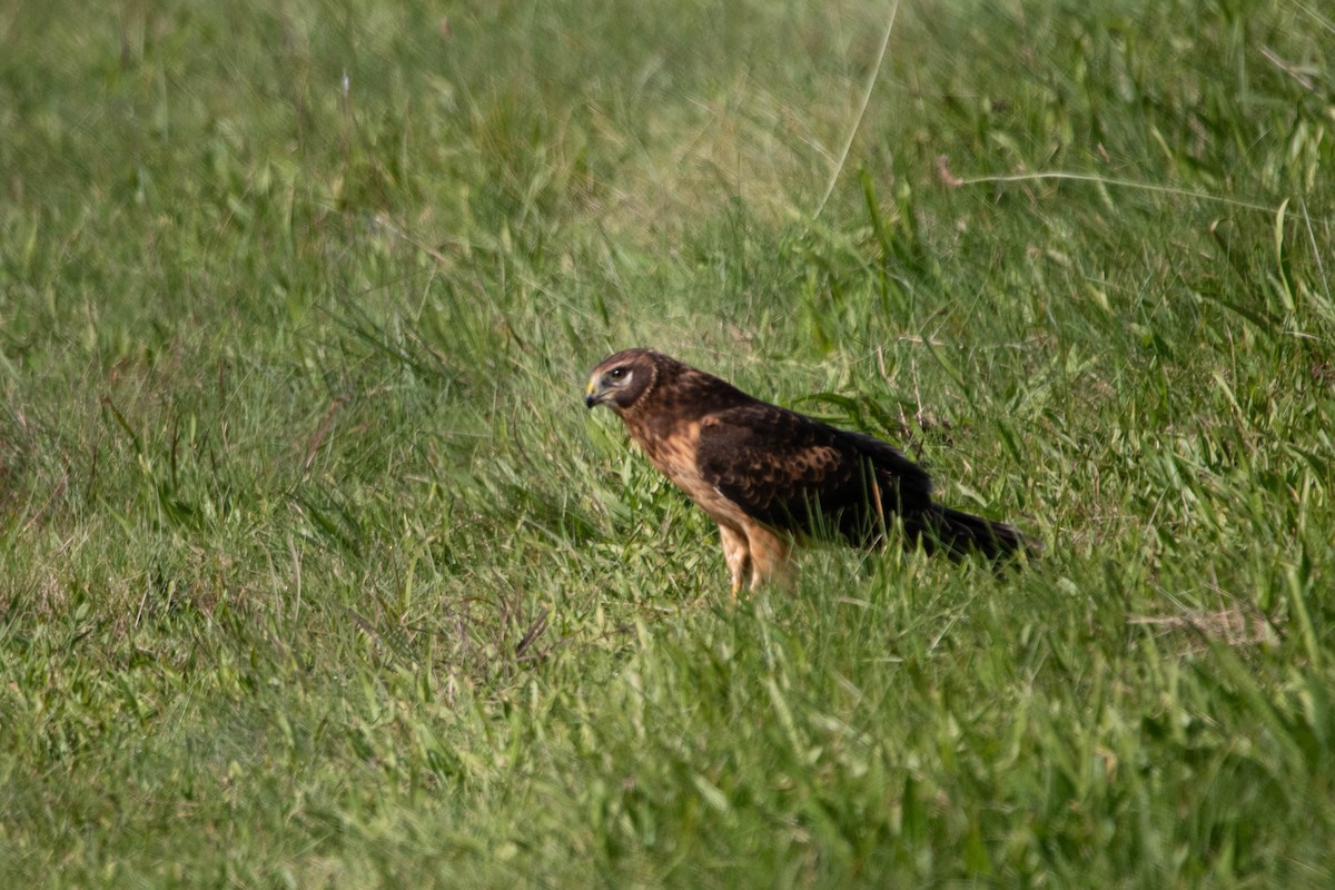 Northern Harrier - ML609866357