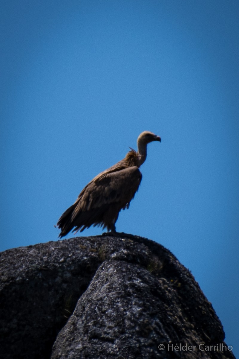 Eurasian Griffon - Hélder Carrilho