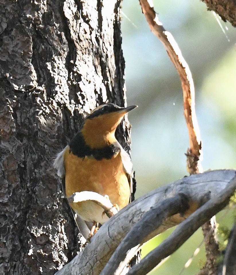 Varied Thrush - Sevilla Rhoads