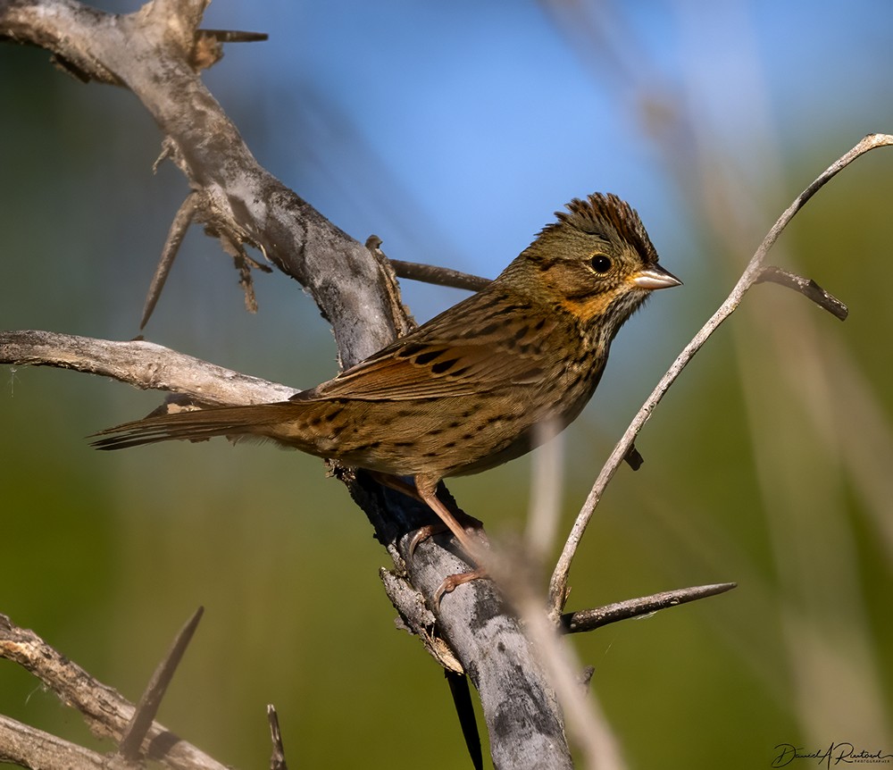 Lincoln's Sparrow - Dave Rintoul