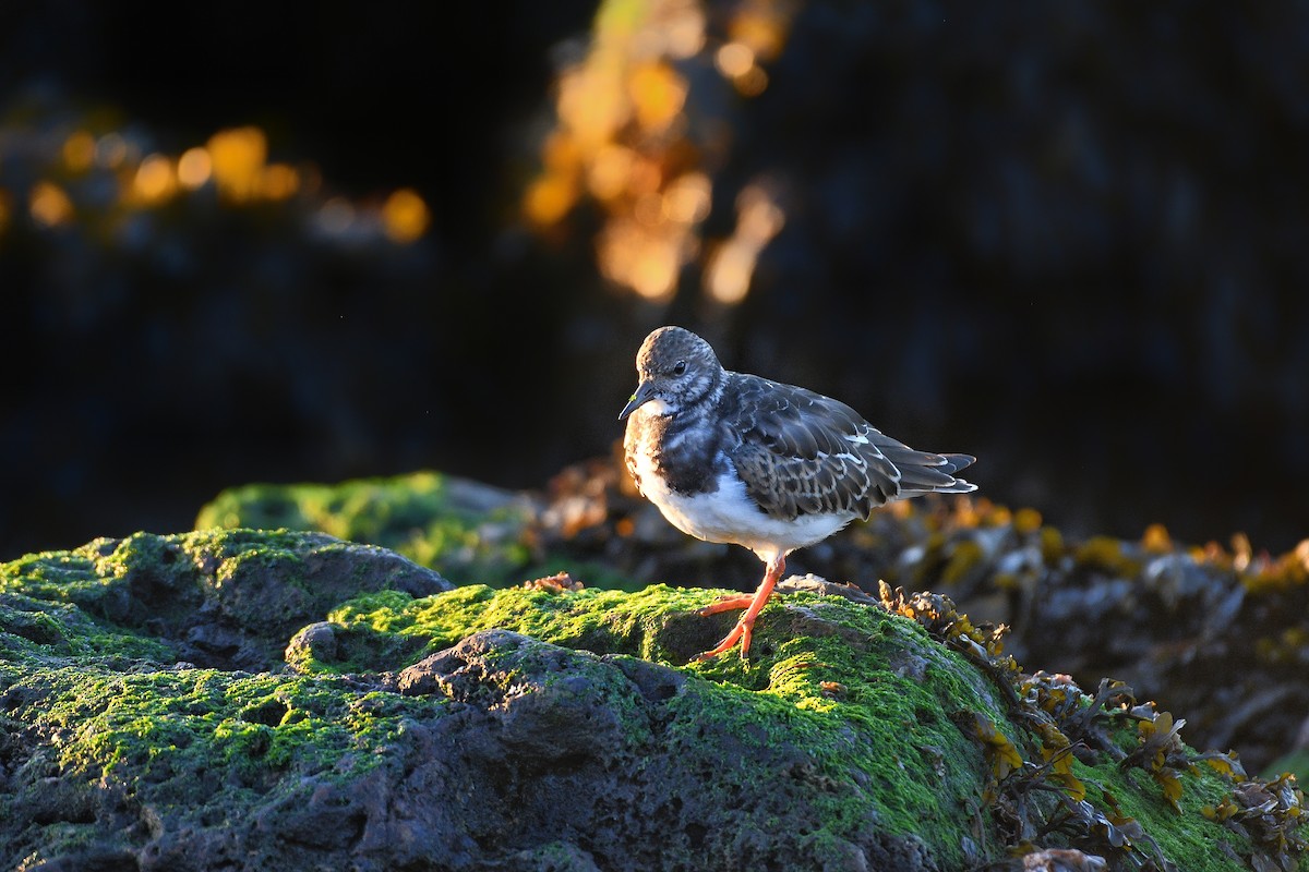 Ruddy Turnstone - ML609866511