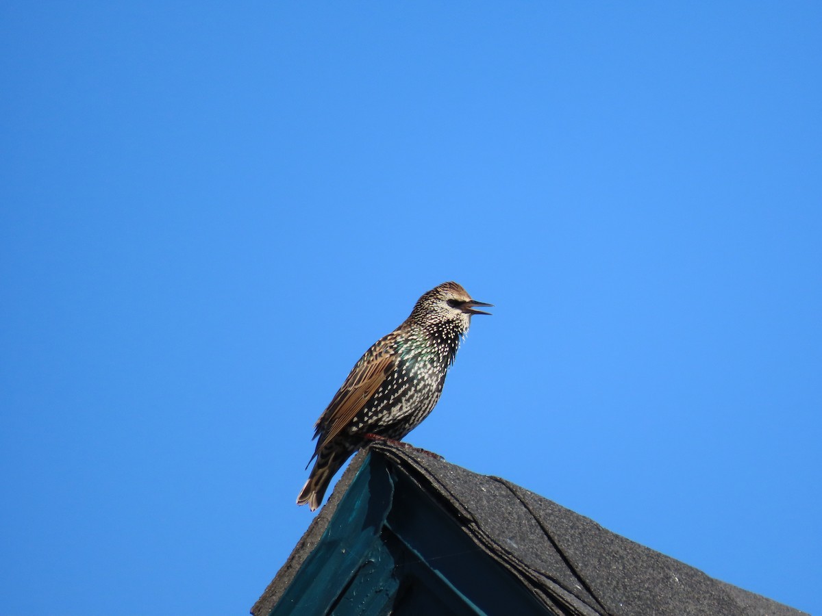 European Starling - ML609866518