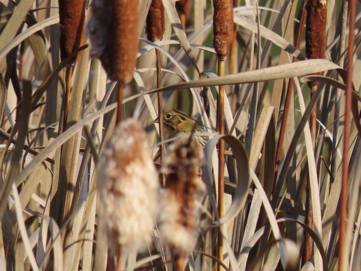 Henslow's Sparrow - ML609866534