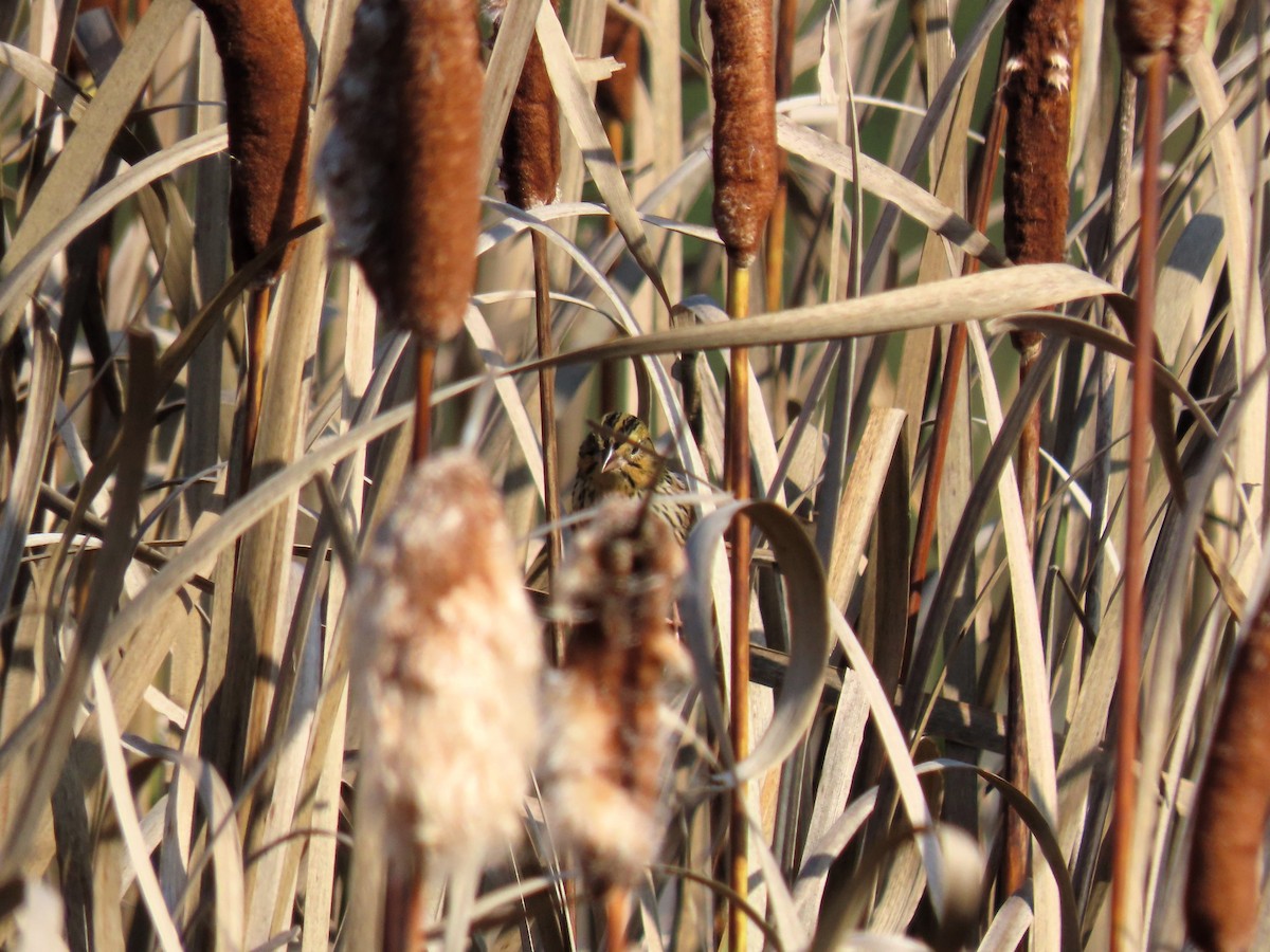 Henslow's Sparrow - ML609866552