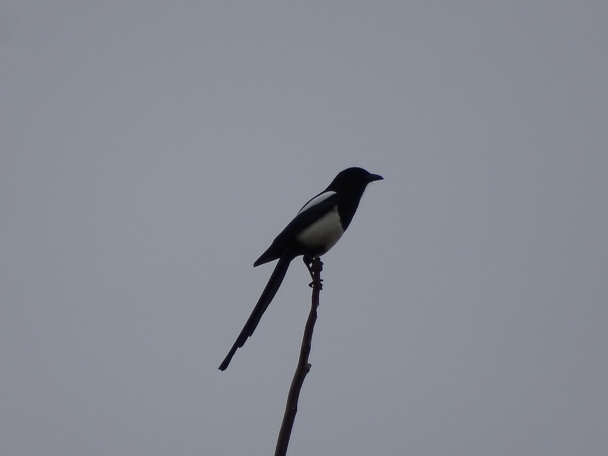 Black-billed Magpie - ML609866615