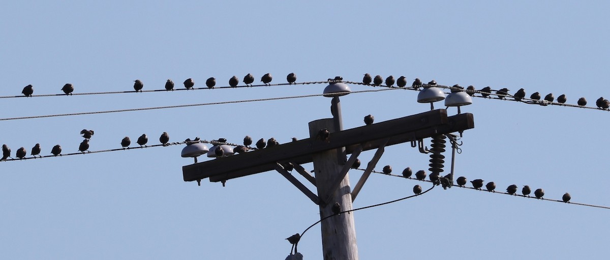 European Starling - ML609866673